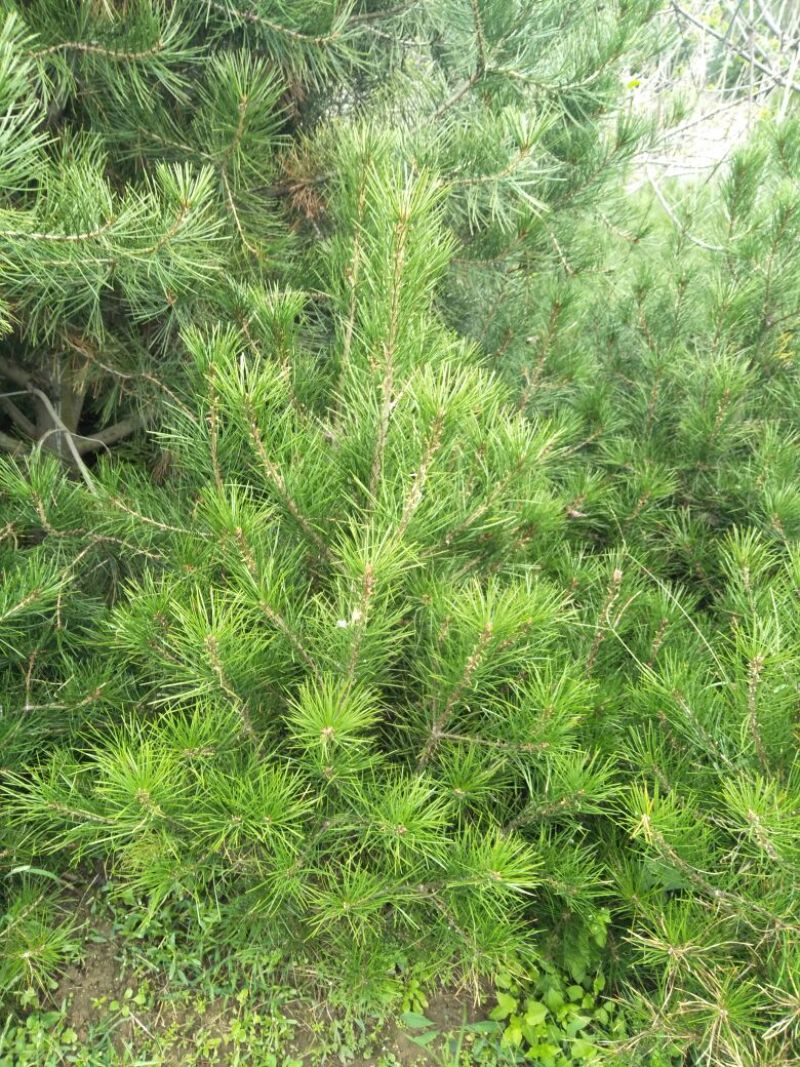 白皮松80~100cm