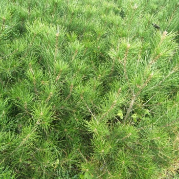 白皮松80~100cm