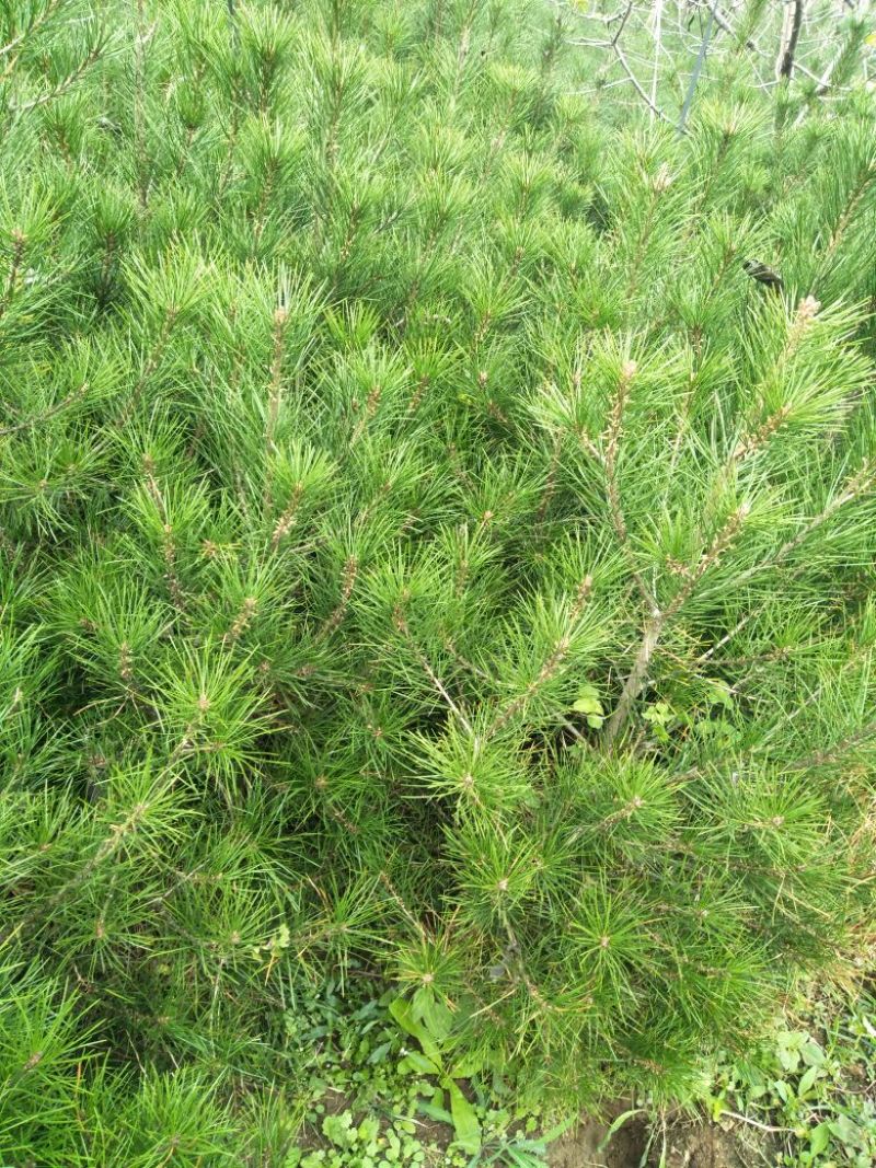 白皮松80~100cm