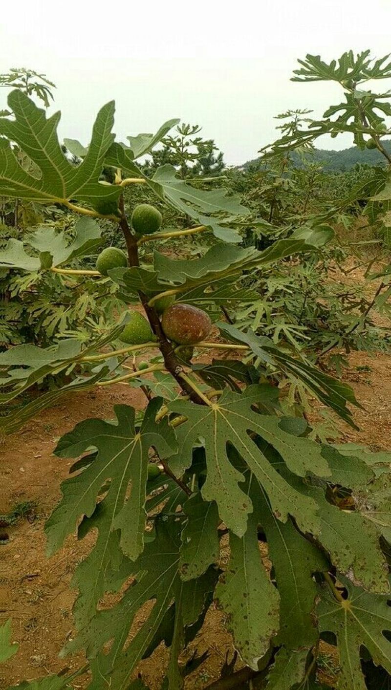 无花果树80~100cm