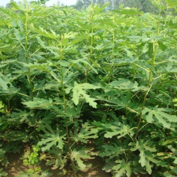 无花果树80~100cm