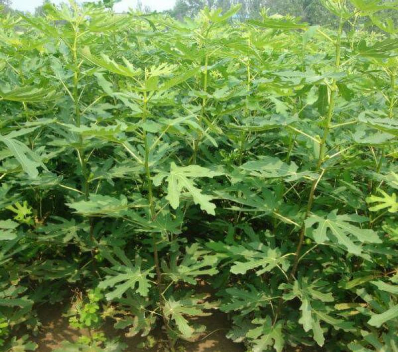 无花果树80~100cm