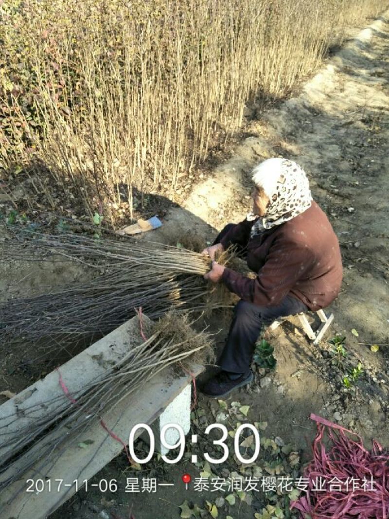 花椒苗1~2年