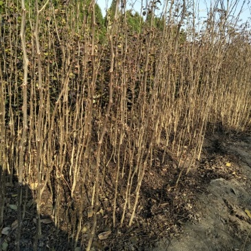 花椒苗1~2年