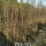 花椒苗1~2年