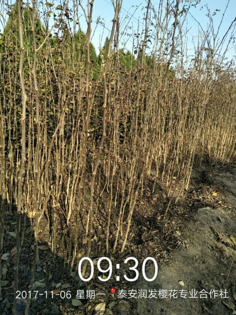 花椒苗1~2年