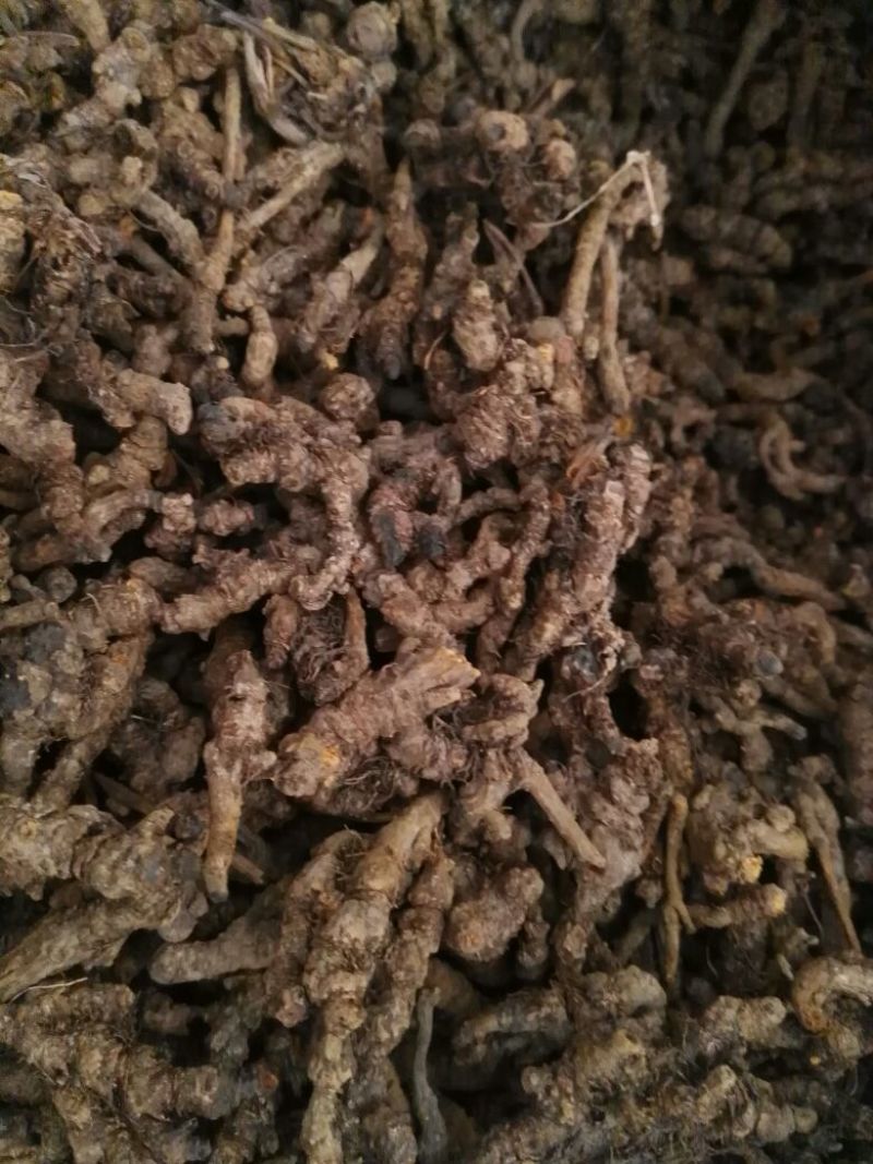 黄连单支统一等二等三等