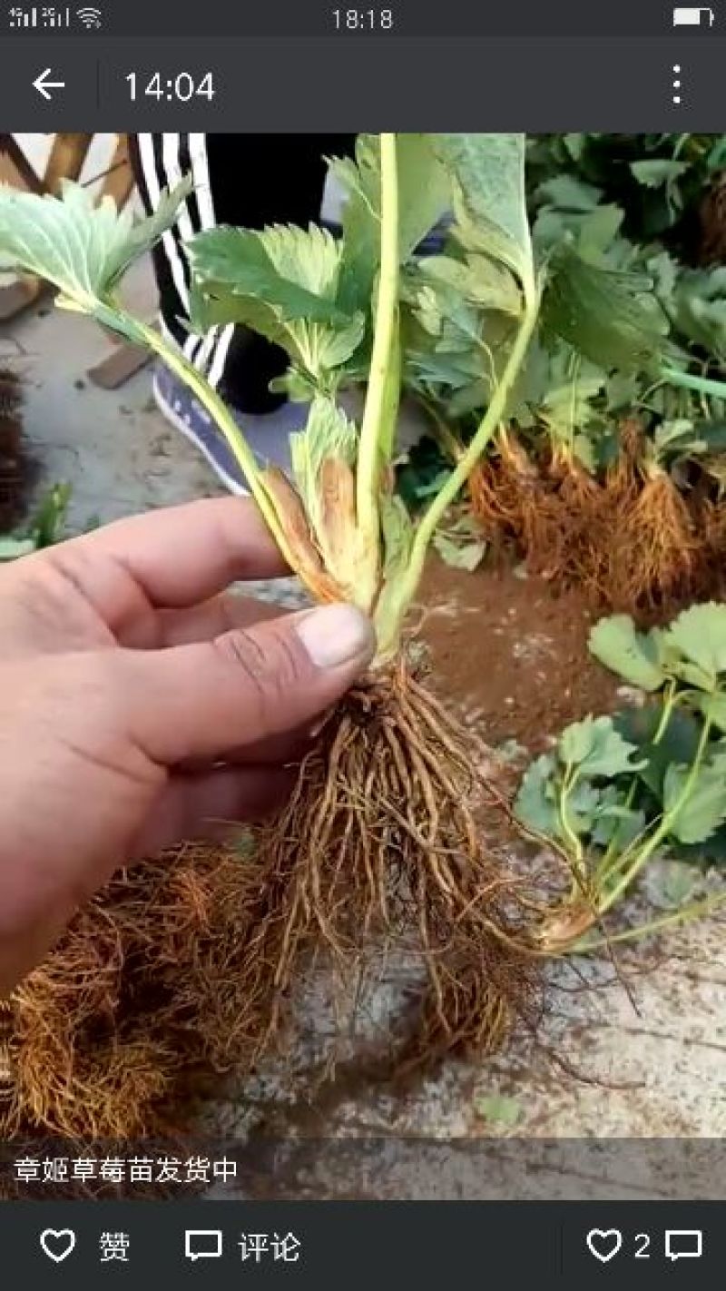 草莓苗30~40cm