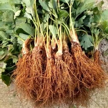 草莓苗30~40cm