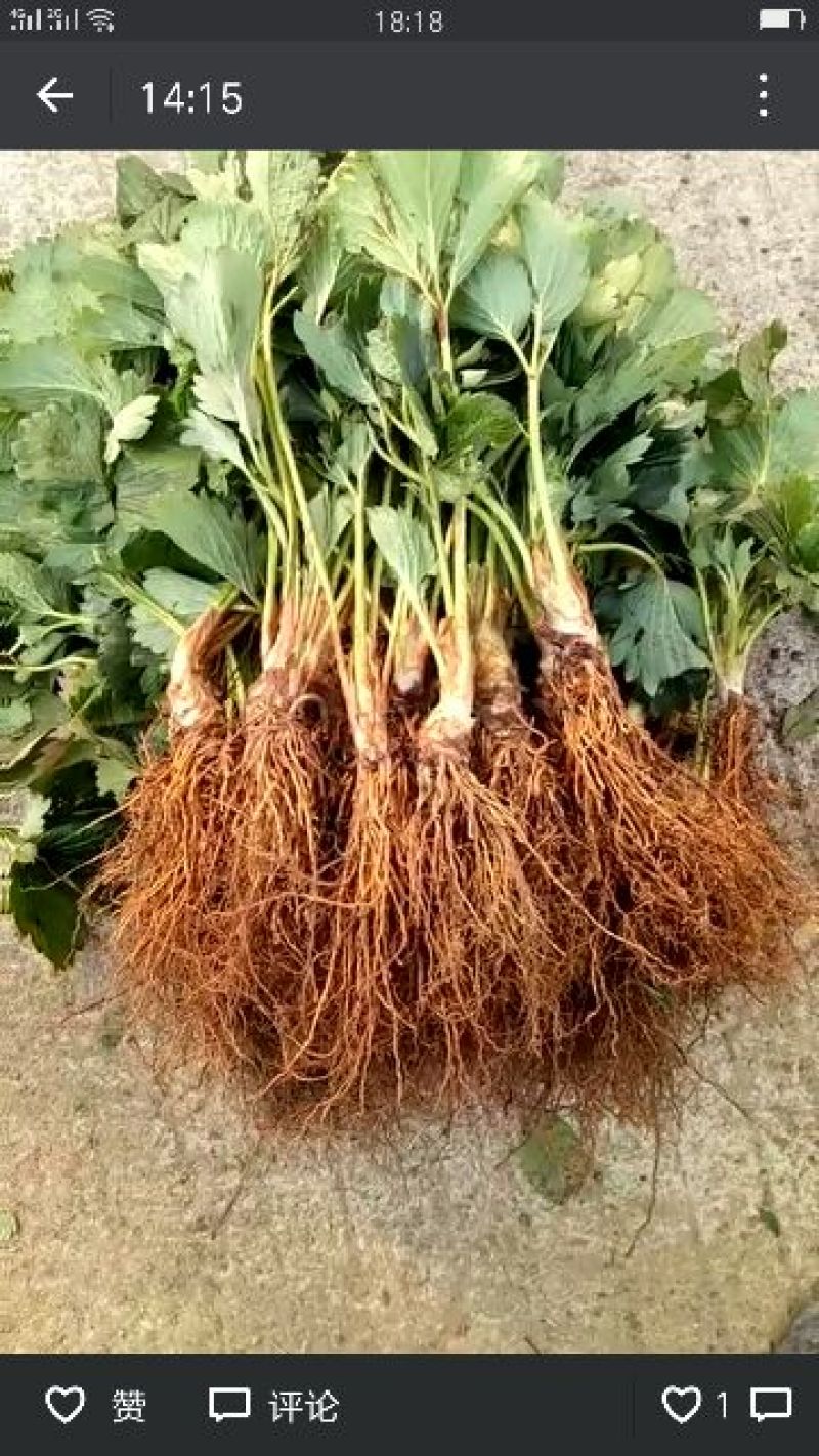 草莓苗30~40cm
