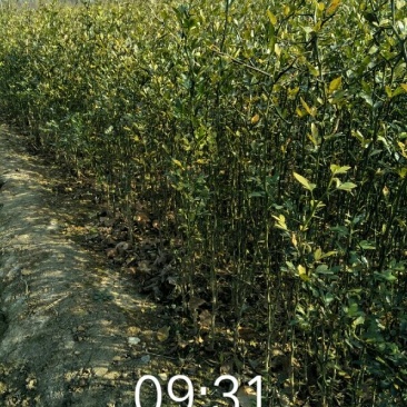 枸橘苗30~50cm