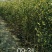 枸橘苗30~50cm