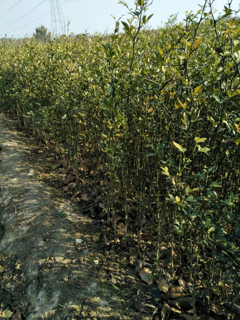枸橘苗30~50cm