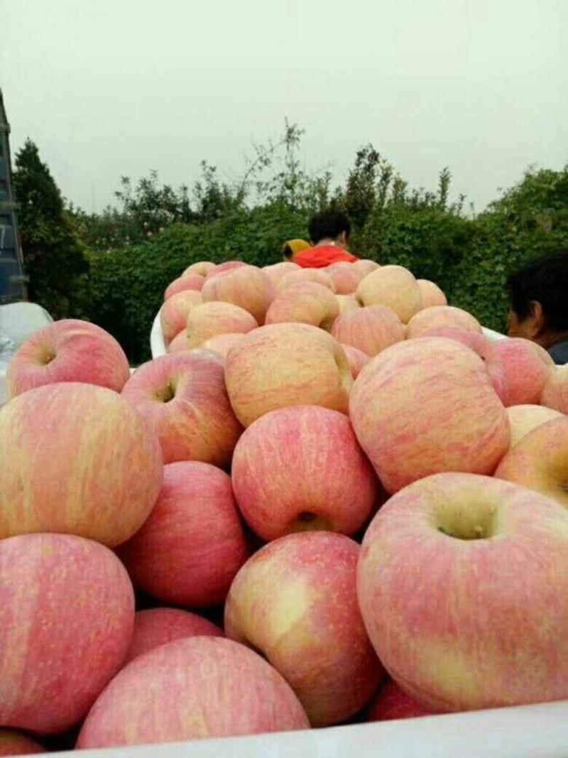 红富士苹果产地大量上市！长年供应！欢迎咨询！