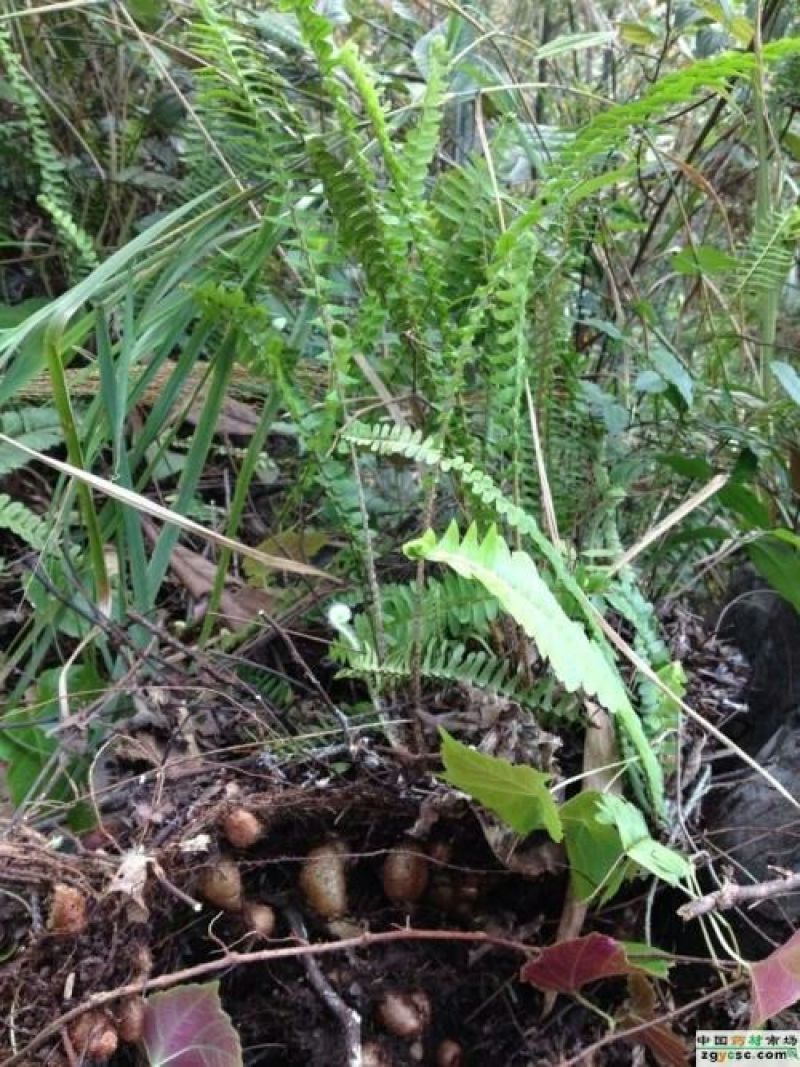 山黄皮野生山黄皮，量大