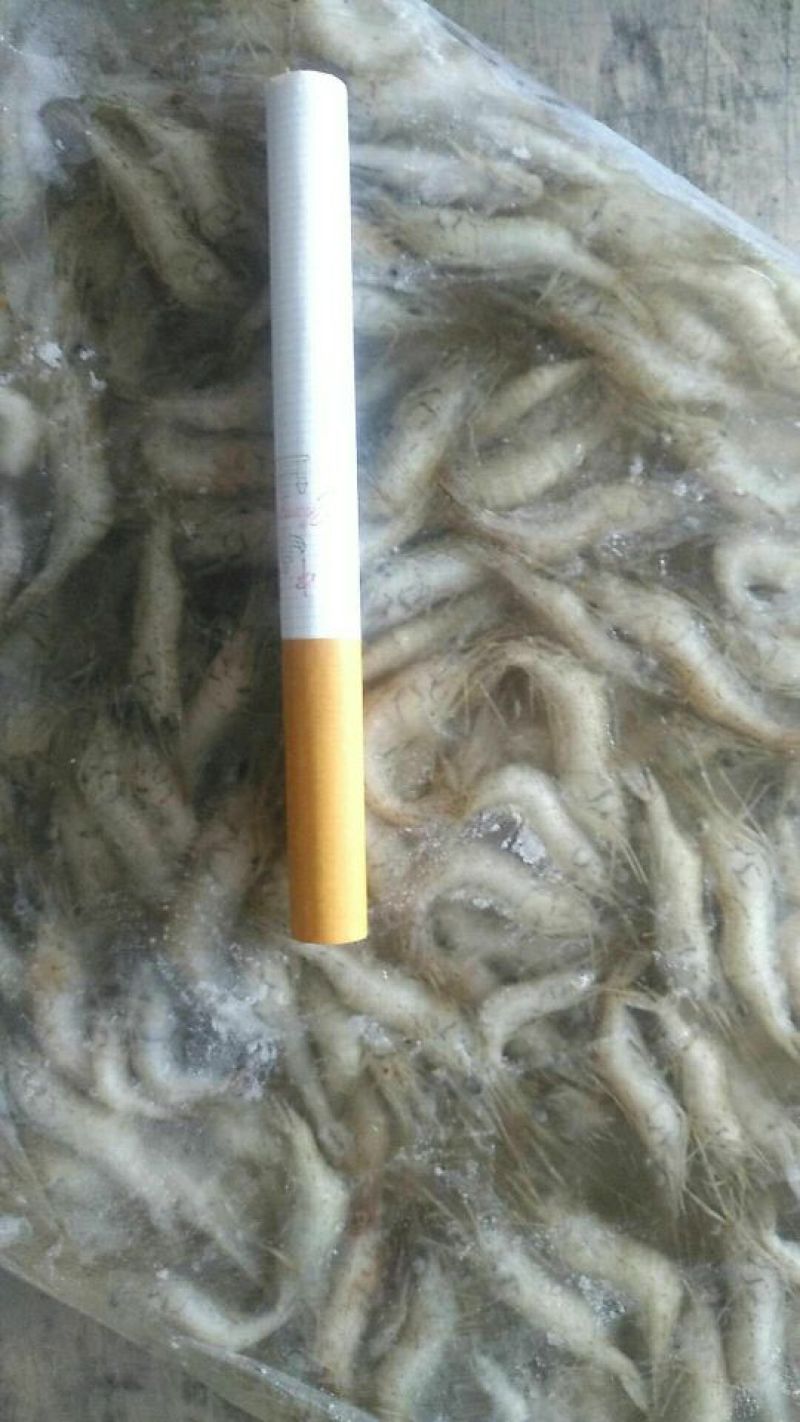 青虾冻虾26~30只/kg
