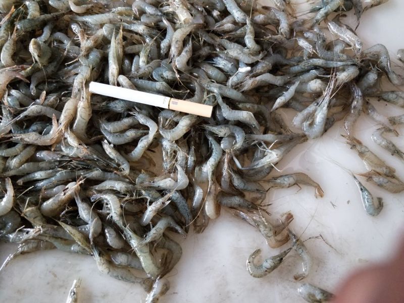 青虾冻虾26~30只/kg