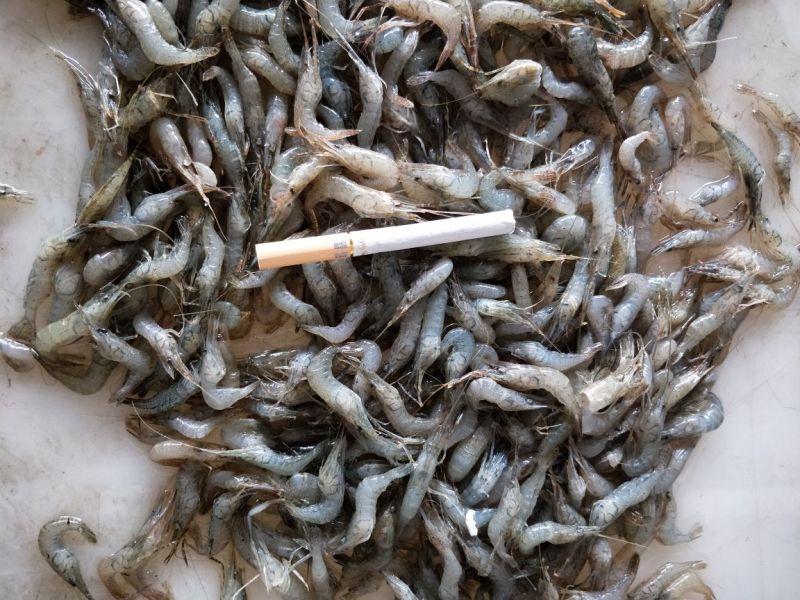 青虾冻虾26~30只/kg