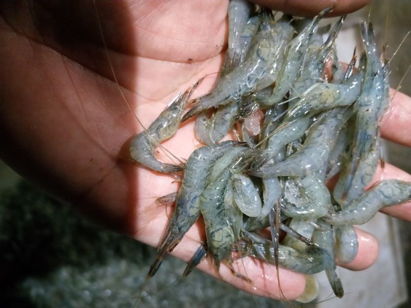 青虾冻虾26~30只/kg