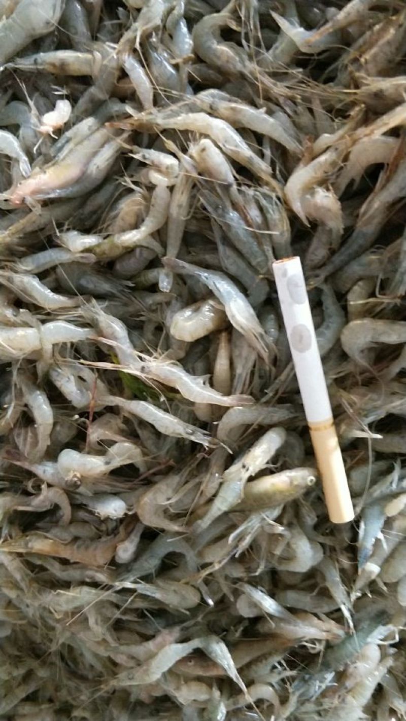 青虾冻虾26~30只/kg