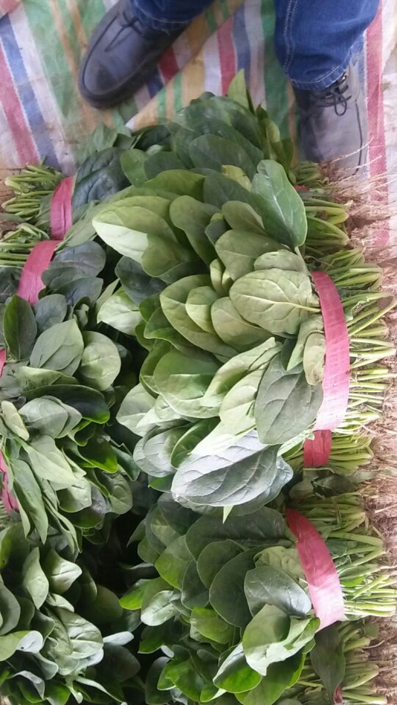 大叶菠菜基地直供，大量上市中