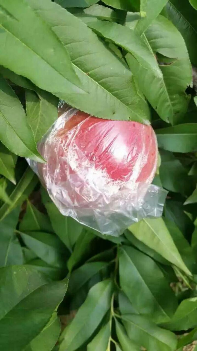 膜袋毛桃