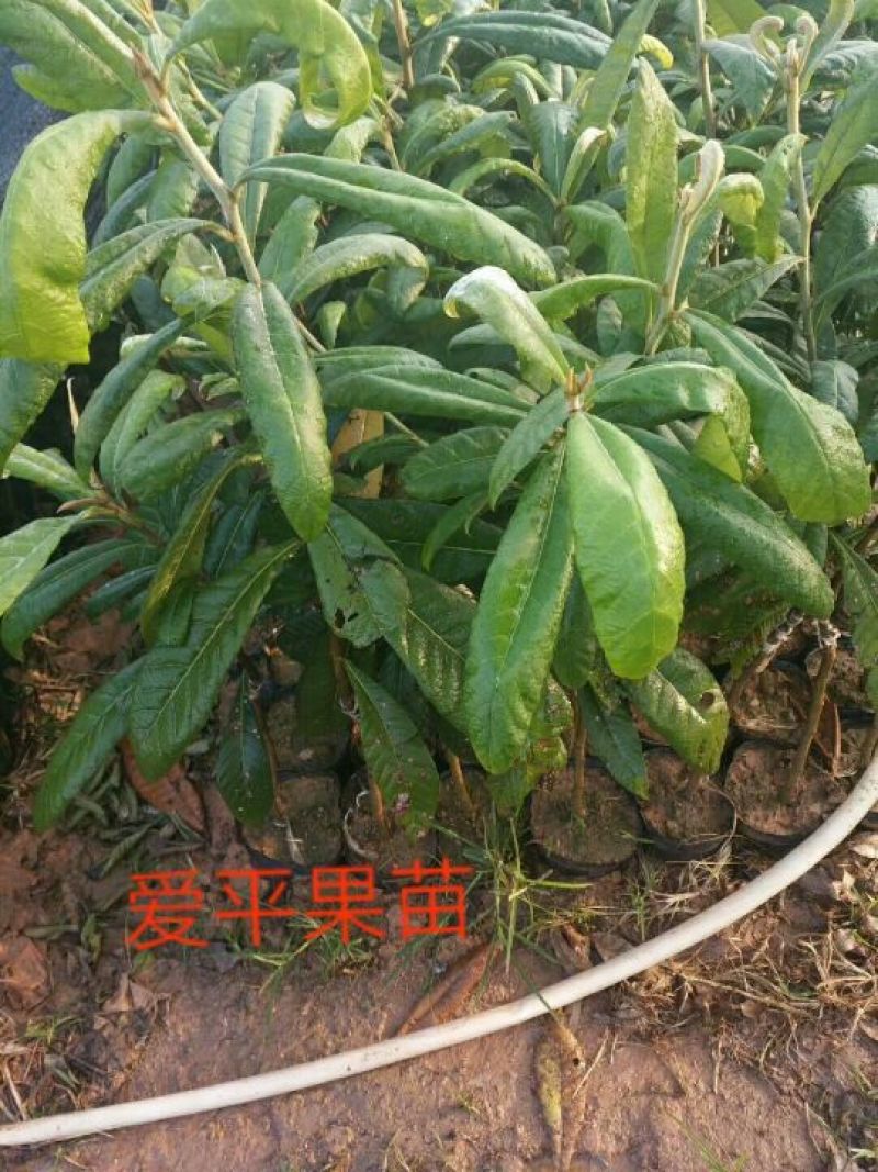 枇杷树苗30~50cm