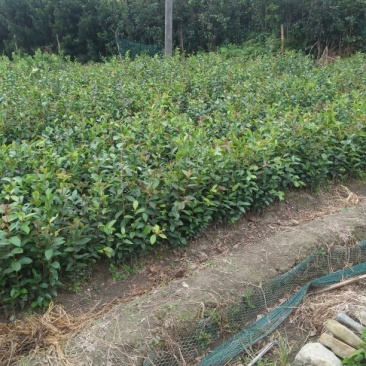 白花油茶苗，规格齐全，品质保证，欢迎来电咨询