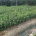白花油茶苗，规格齐全，品质保证，欢迎来电咨询