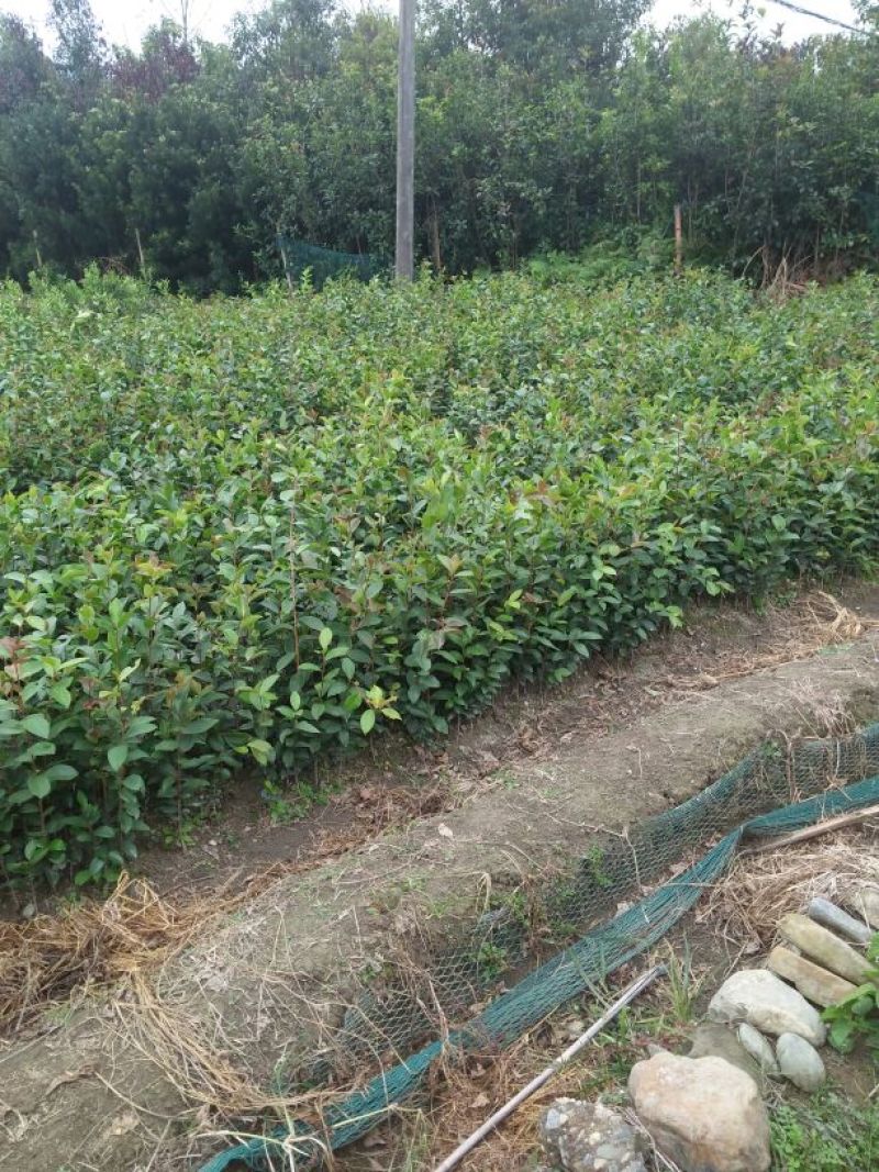 白花油茶苗，规格齐全，品质保证，欢迎来电咨询