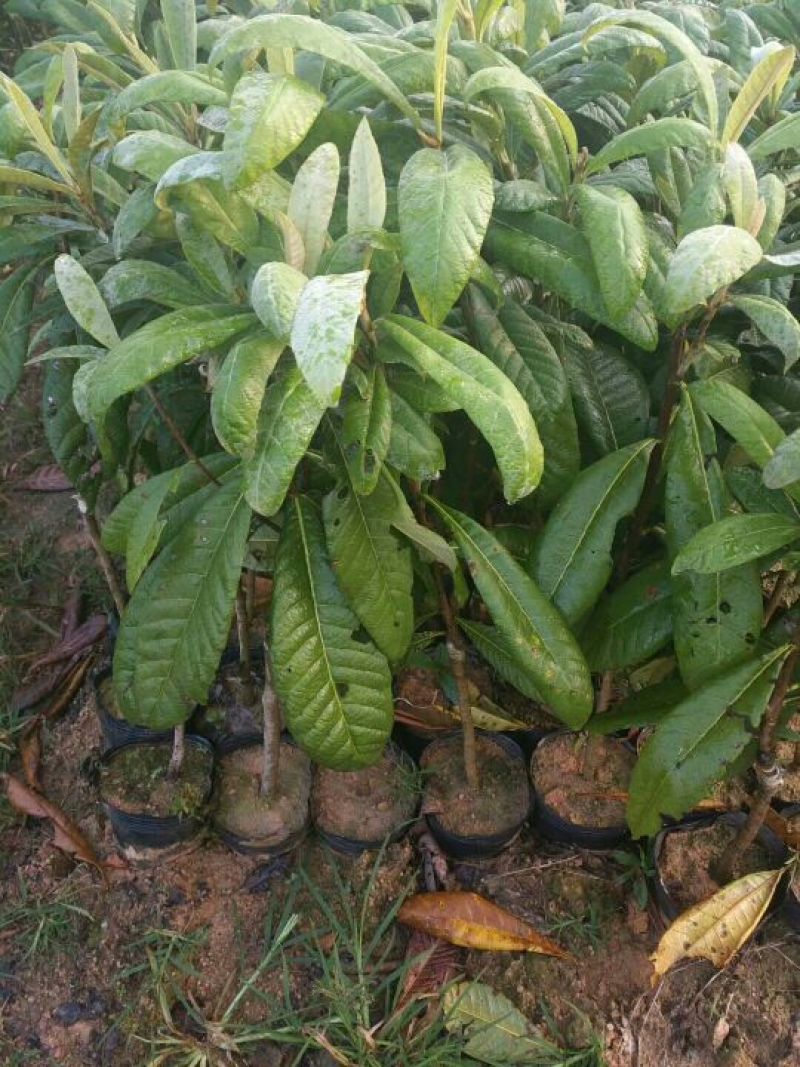 枇杷树苗30~50cm