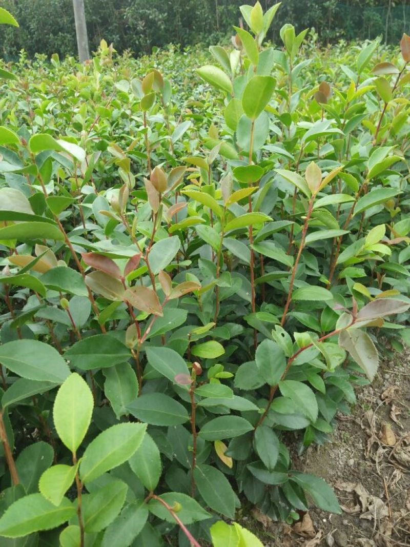 白花油茶苗，规格齐全，品质保证，欢迎来电咨询