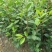 白花油茶苗，规格齐全，品质保证，欢迎来电咨询