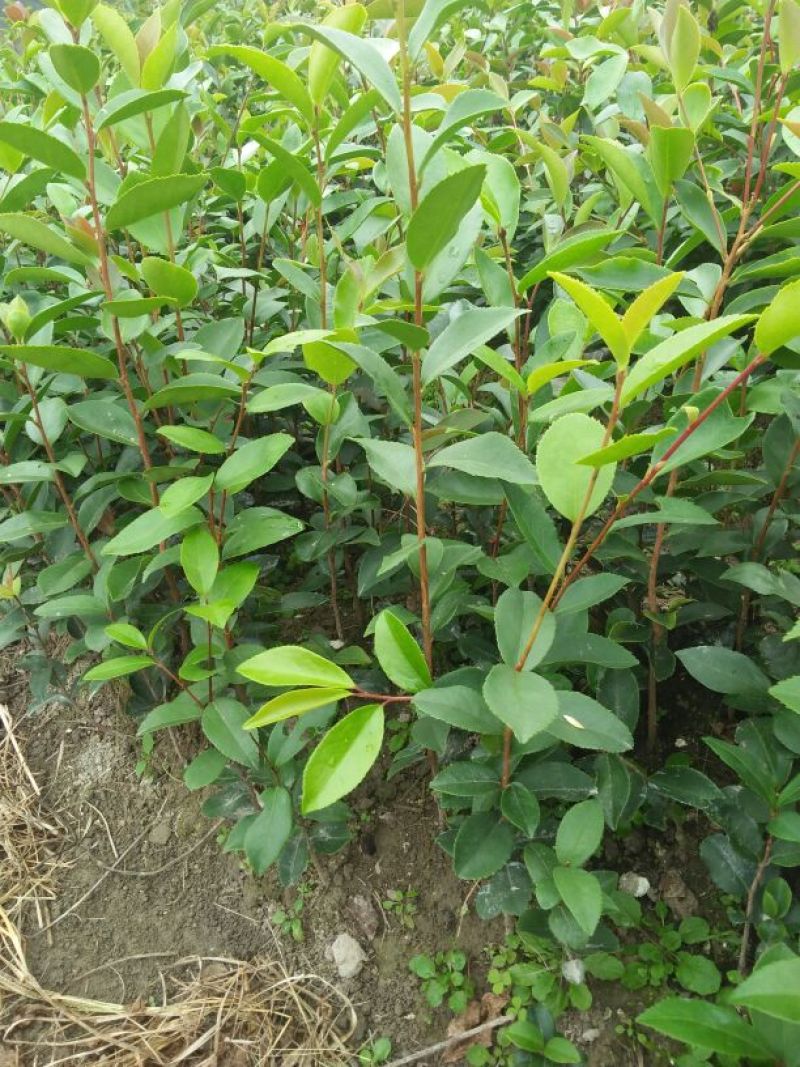 白花油茶苗，规格齐全，品质保证，欢迎来电咨询