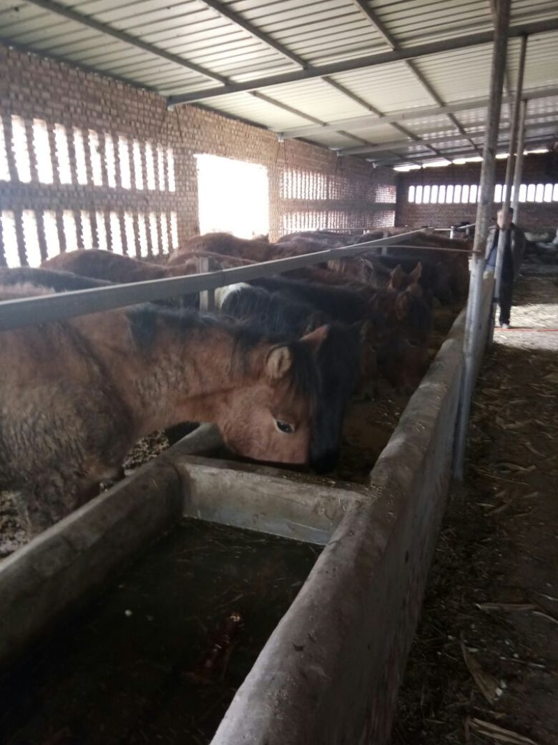 高脚马200~300kg