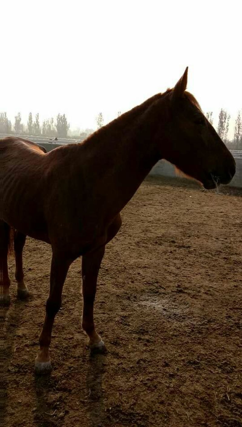 高脚马200~300kg