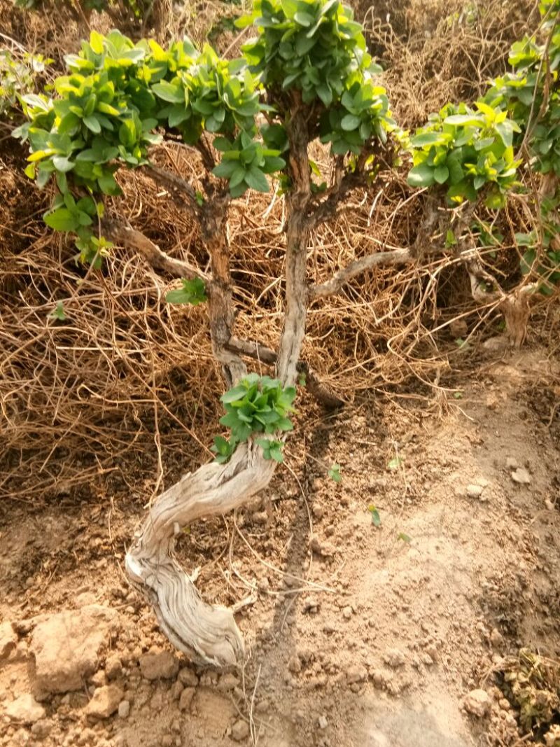 金银花1米以下