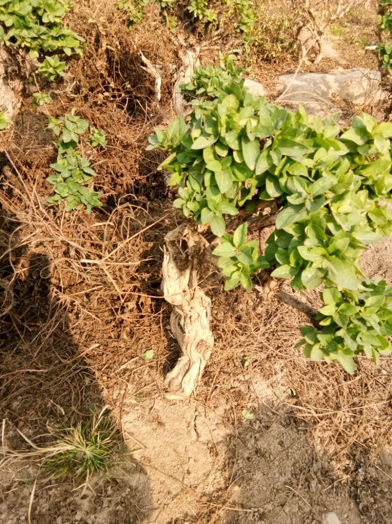 金银花1米以下