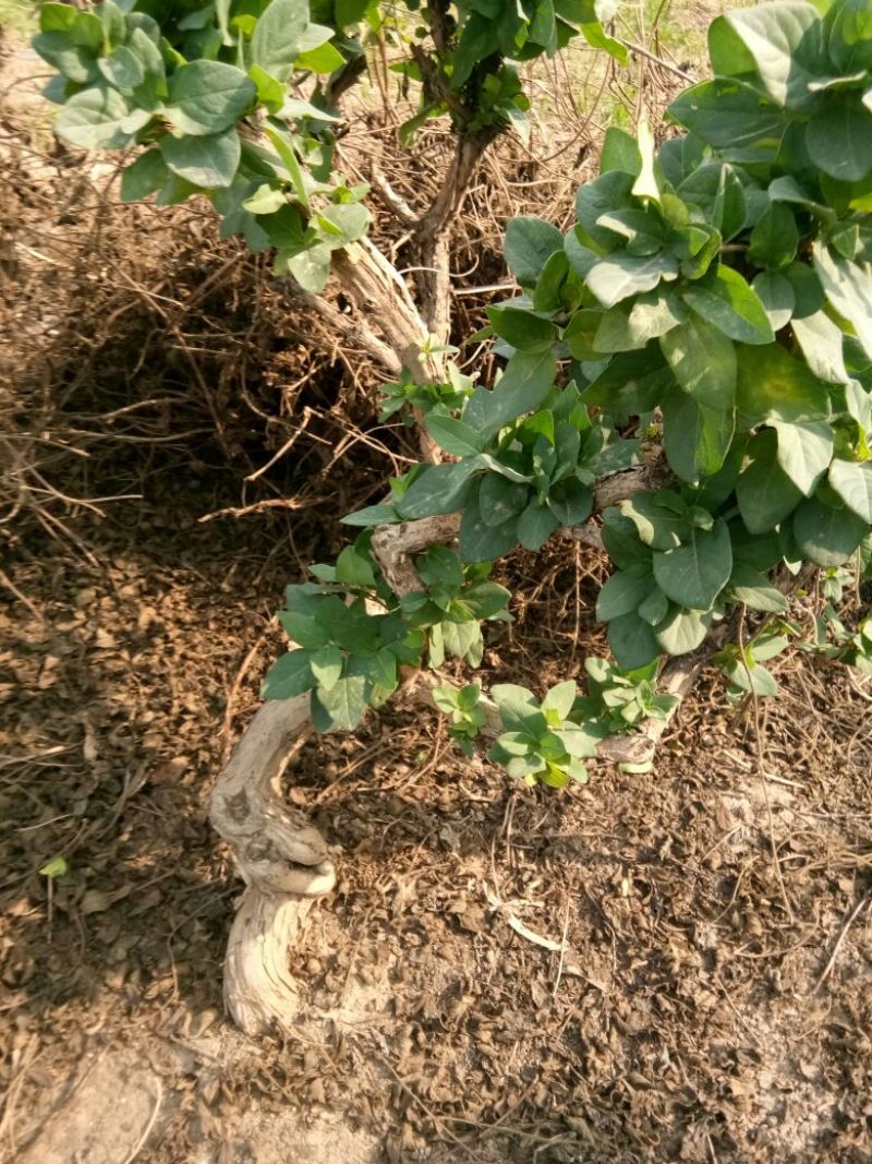 金银花1米以下