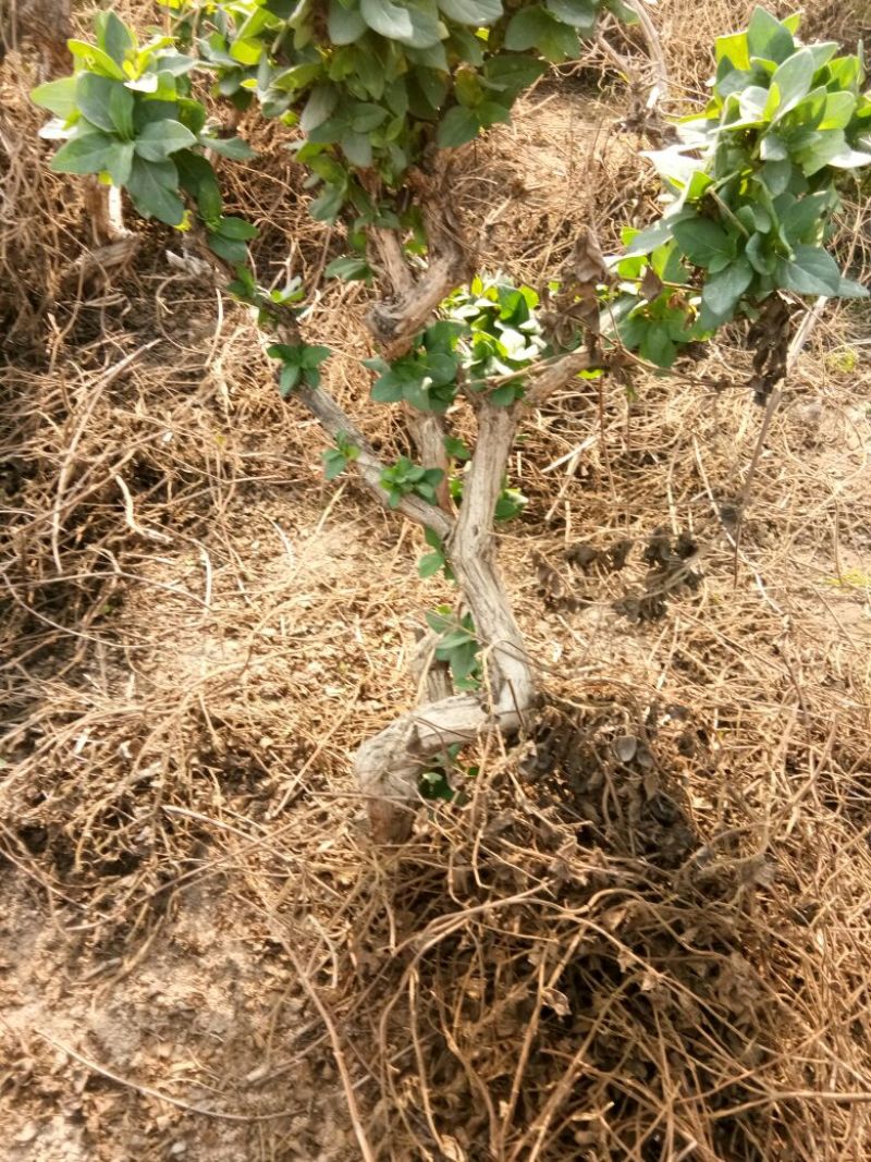 金银花1米以下