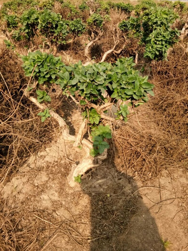 金银花1米以下