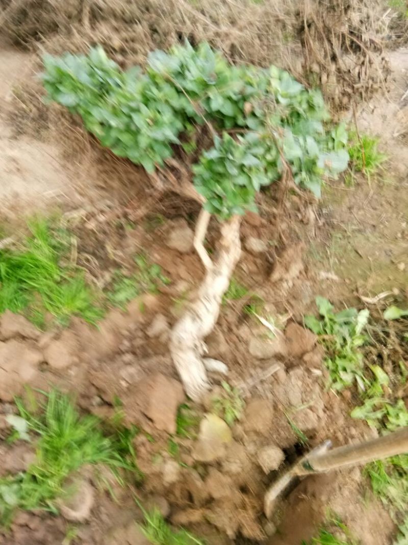 金银花1米以下