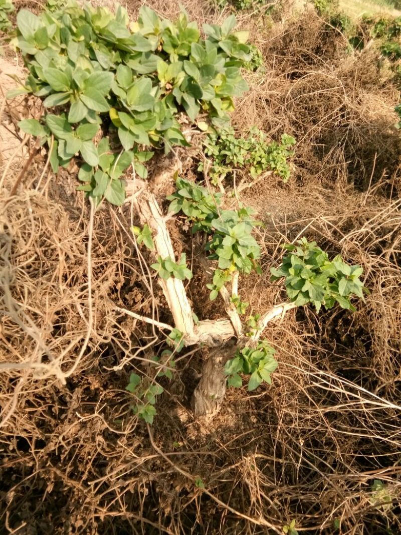 金银花1米以下