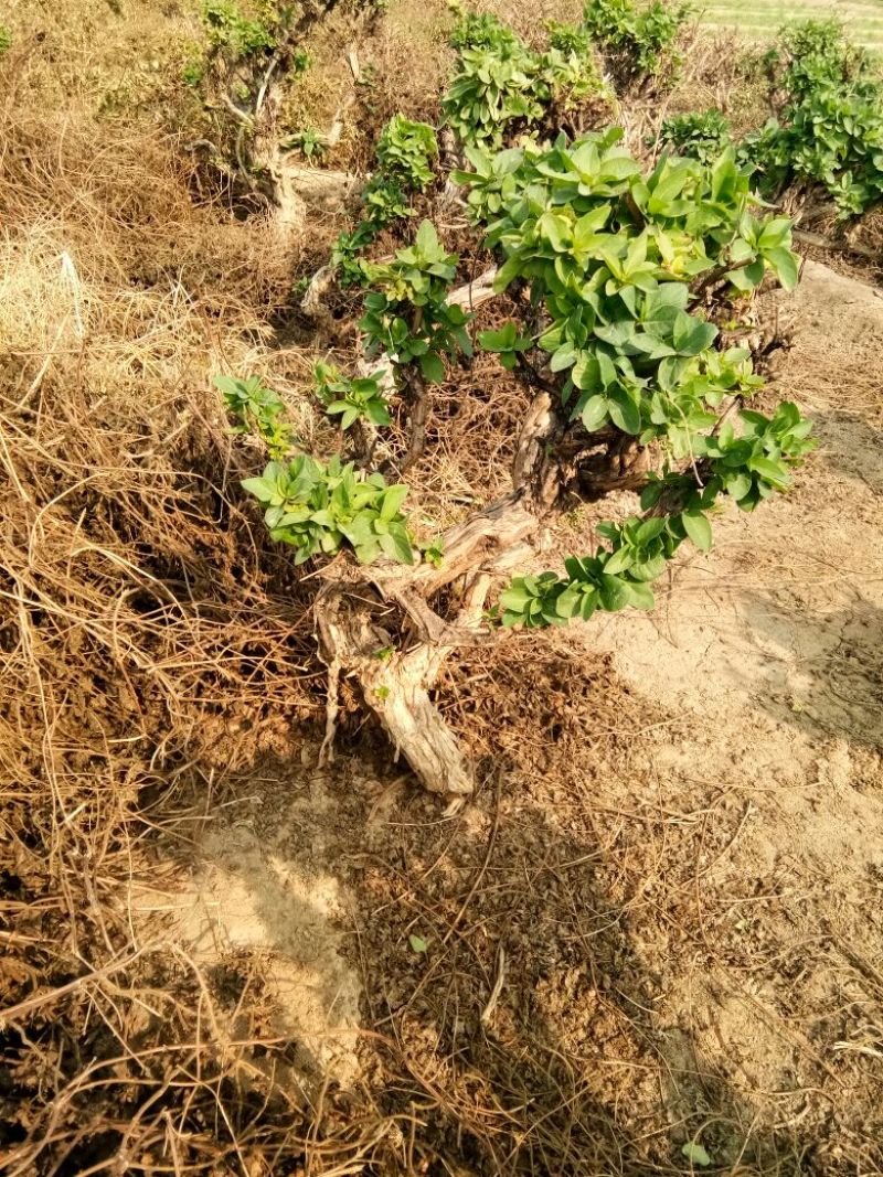 金银花1米以下