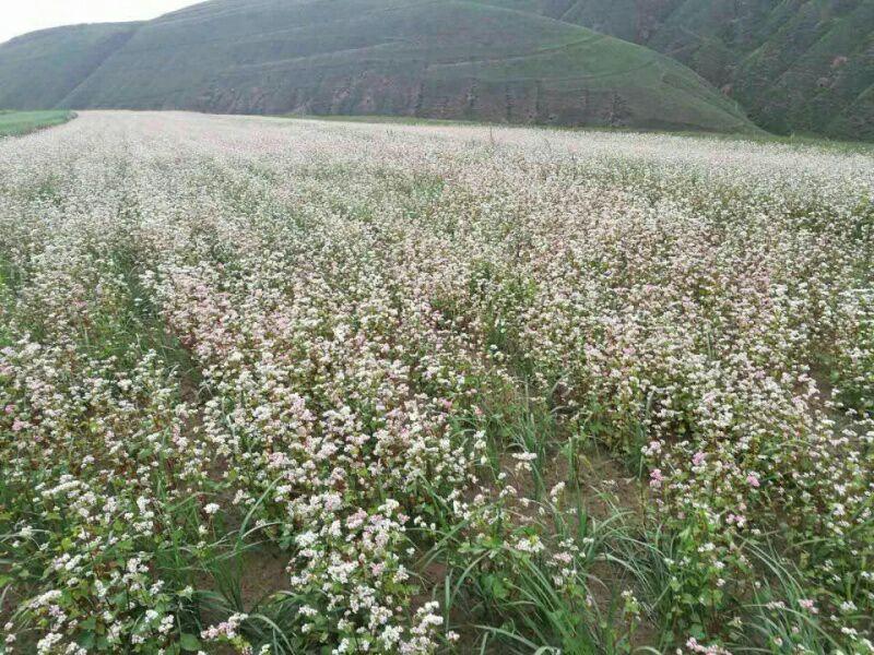 甜荞麦旱地来自高原的品质纯净基地个环境