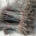 嫁接无刺皂角苗，基地直供现挖现买，死苗补发，回收产品。