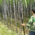 黑皮甘蔗4~6斤2~3cm2~2.5米