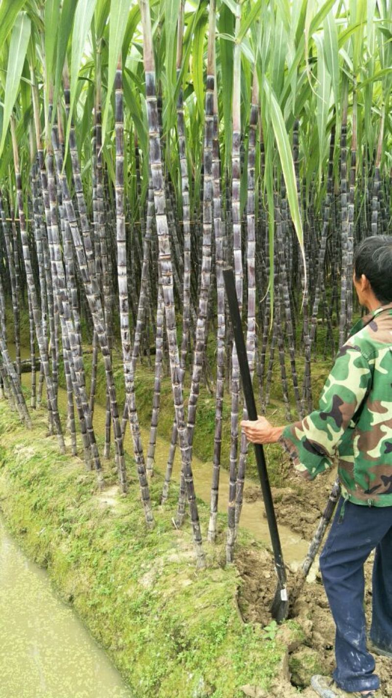 黑皮甘蔗4~6斤2~3cm2~2.5米