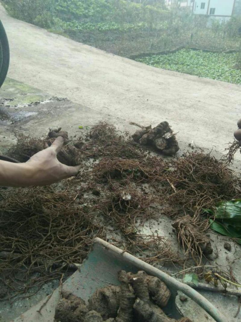 云南重楼鲜货统个，野生货源，很好的质量，也是值得来往