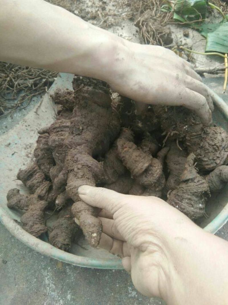 云南重楼鲜货统个，野生货源，很好的质量，也是值得来往